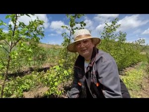 Подопревание абрикоса. Обратить внимание при прививке ‼️30 мая 2021