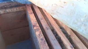 Зимуем без заставных в улье лежаке 05.12.2020