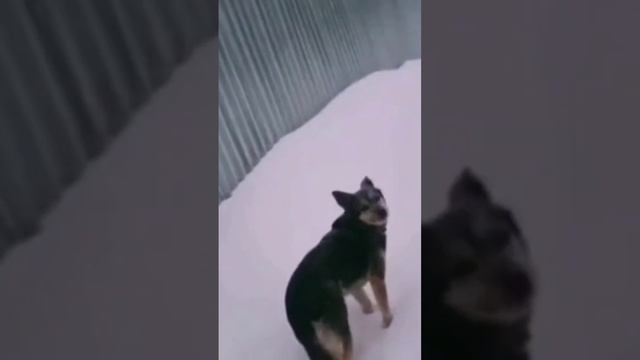 доигрался... #собака #злая #злаясобака #смешно #мужик