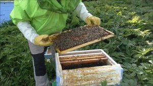 Осмотр пчелопакетов