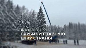 Новогоднюю ель спилили в Подмосковье