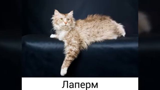 Все породы кошек.