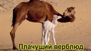 Плачущий верблюд