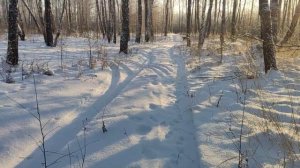 Канадский волк- гибрид. 9 декабря 2024г. Начало холодов в Сибири.