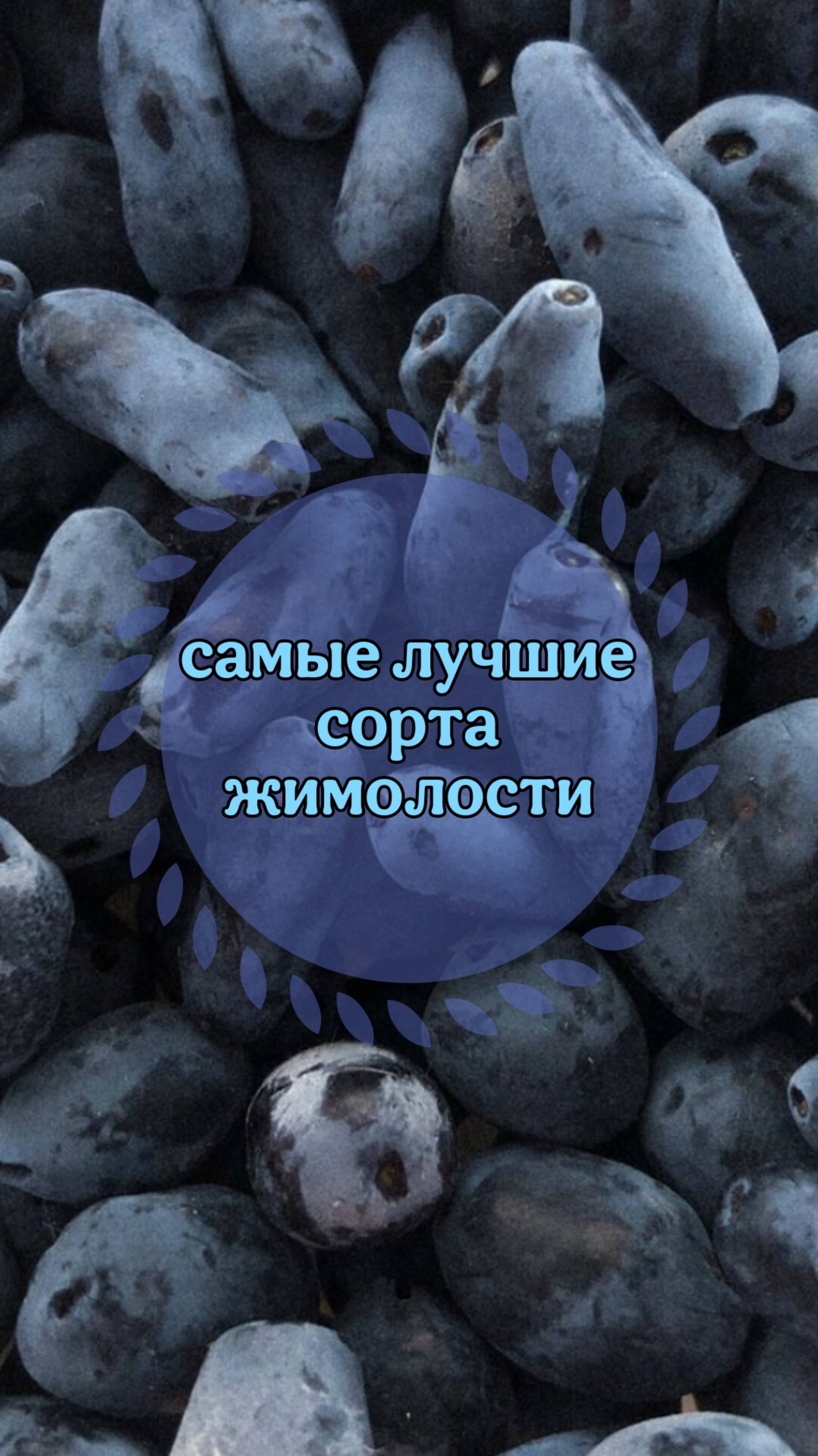 Самые ЛУЧШИЕ сорта жимолости смотреть онлайн