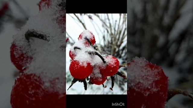 10-12-2024 утренняя зимняя прогулка