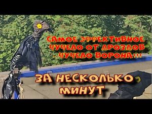 Чучело от дроздов - ворон!