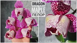 Phal. Dragon Maple пелор от Son Ya Orchids Nursery | Крупноцветковая орхидея Драгон Мэпл | Обзор💖