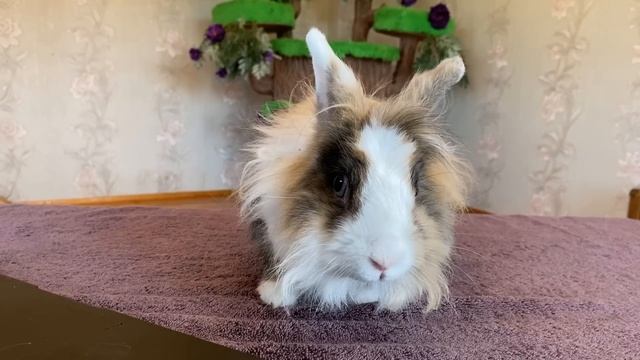 Кролик Баффи