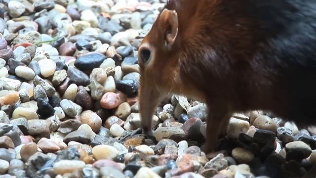 Giant Elephant Shrews!