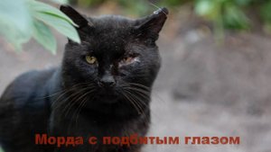 Распухший глаз у кота по кличке Морда.