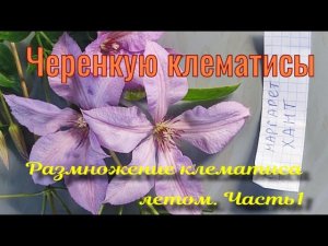 Черенкую клематисы. Летнее укорениение.