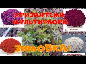 Хризантемы мультифлора. Зимовка.
