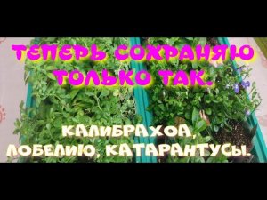 Теперь сохраняю только так! Как сохранить калибрахоа, лобелию, катарантусы?