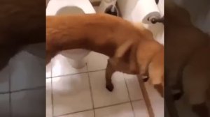 Как собака ходит в туалет