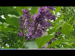 Венгерская сирень для Сибири.