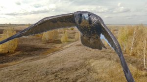 Вещание Гамаюна - 3.  Возвращайся, балобан! Балобан, возвращайся!