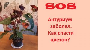 Антуриум. Как спасти цветок, если он заболел?