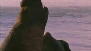 BBC Ребятам о зверятах S1 E16 480