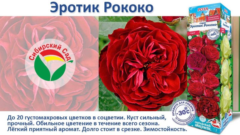 Роза Эротик Рококо (Флорибунда) от Агрофирмы "Сибирский сад"