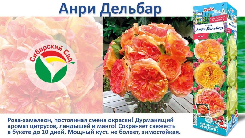 Роза Анри Дельбар (Чайно-гибридная)  от Агрофирмы "Сибирский сад"