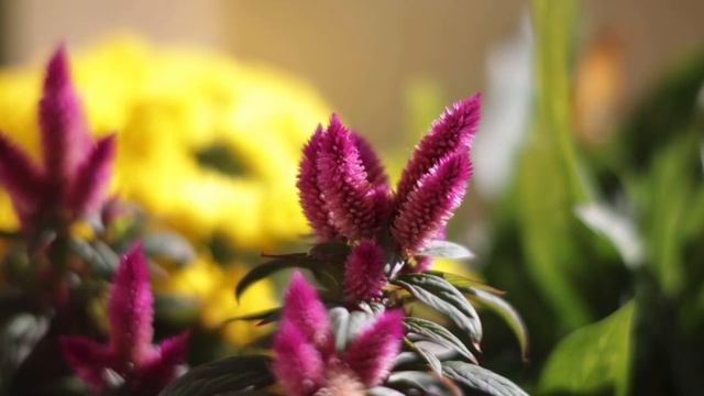 TTArtisan 50mm F/1.2 EF-M samples смотреть онлайн