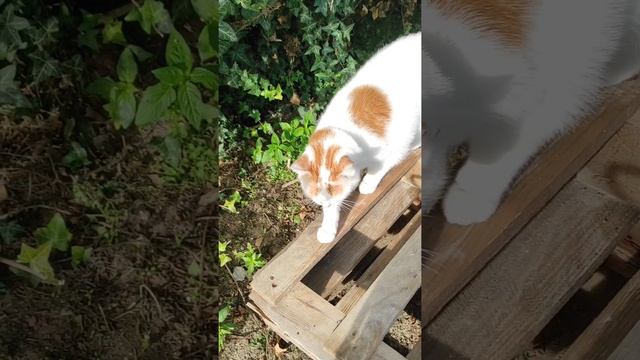 Рыжий хвост 🤗🐈🌿