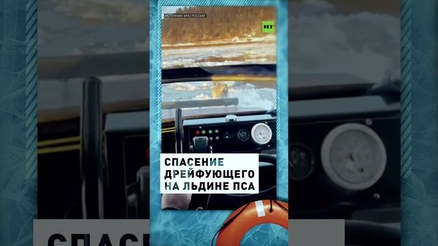 В Вологодской области спасли дрейфующего на льдине пса