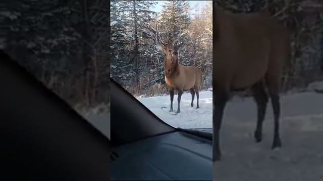 Олень угостил первым