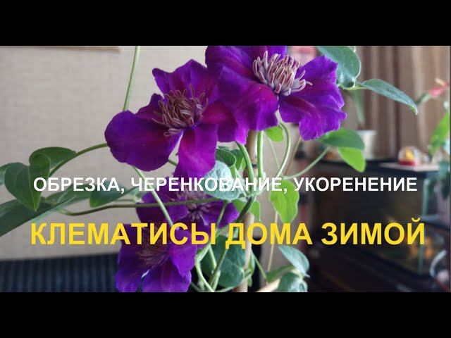 Клематис дома на окне. Обрезка, черенкование и укоренение.