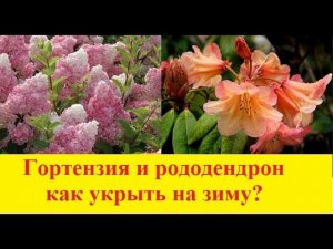 Укрытие гортензий и рододендронов на зиму. Сибирь.