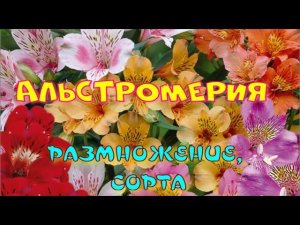 АЛЬСТРОМЕРИЯ. ПЕРЕСАДКА, РАЗМНОЖЕНИЕ.