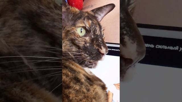 Наблюдает за вороной и бухтит #Несси #ориентальнаякошка #кошка