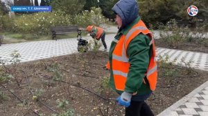 Сотрудники ГБУ «Парки и Скверы» ухаживают за розарием (Дежурный по городу. 10 декабря 2024)