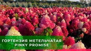Гортензия метельчатая `Pinky Promise`® в полях питомника ЁЛЫ-ПАЛЫ (Пинки Промис)