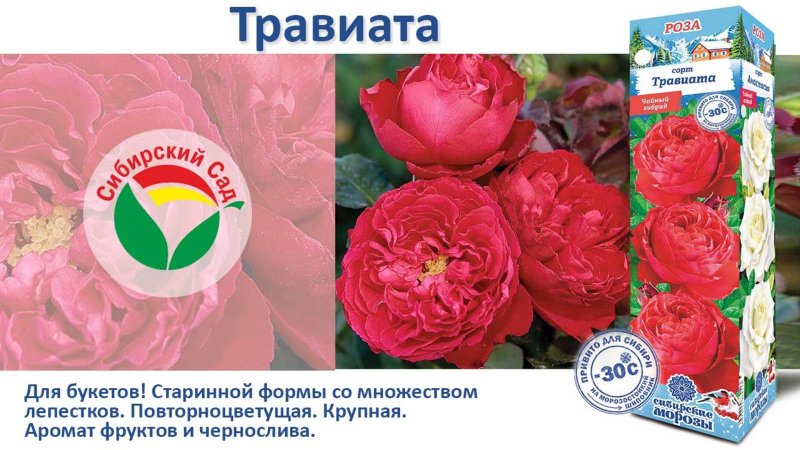 Роза Травиата (Чайно-гибридная) от Агрофирмы "Сибирский сад"