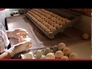 Обзор инкубатора Стимул 1000 совмещенный