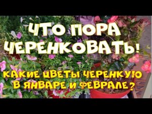 Настала пора черенковать. Январь 2023 г.