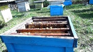 Пчелы. 11 апреля 2024 года. Выравниваем пчелиные семьи после зимовки.