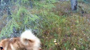 Карело -финская лайка. Кадр охоты на глухаря 2017.