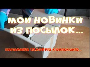 НОВИНКИ ДЛЯ САДА ИЗ ПОСЫЛКИ. ГОРТЕНЗИИ И ГИБИСКУСЫ.