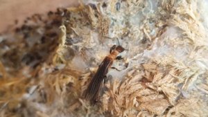 Эмбии (лат. Embioptera)