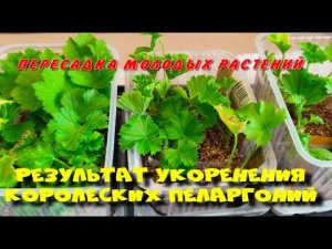 Результат укоренения королевских пеларгоний