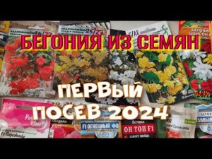 ПОСЕВ БЕГОНИИ. 2024г. ВИДЕО ДЛЯ НАЧИНАЮЩИХ.