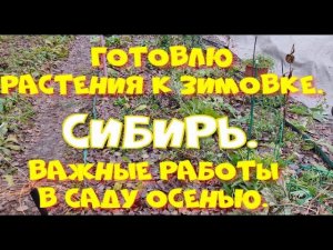 Важные работы в саду осенью. Готовимся к морозной зиме.
