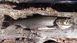 Знакомство с Карелией Дальше на Север Часть 2