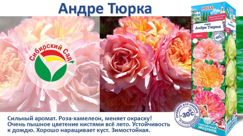 Роза Андре Тюрка (Шраб) от Агрофирмы "Сибирский сад"
