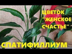 #СПАТИФИЛЛУМ. (#ЖЕНСКОЕ СЧАСТЬЕ). Как ухаживать, пересаживать, подкармливать.