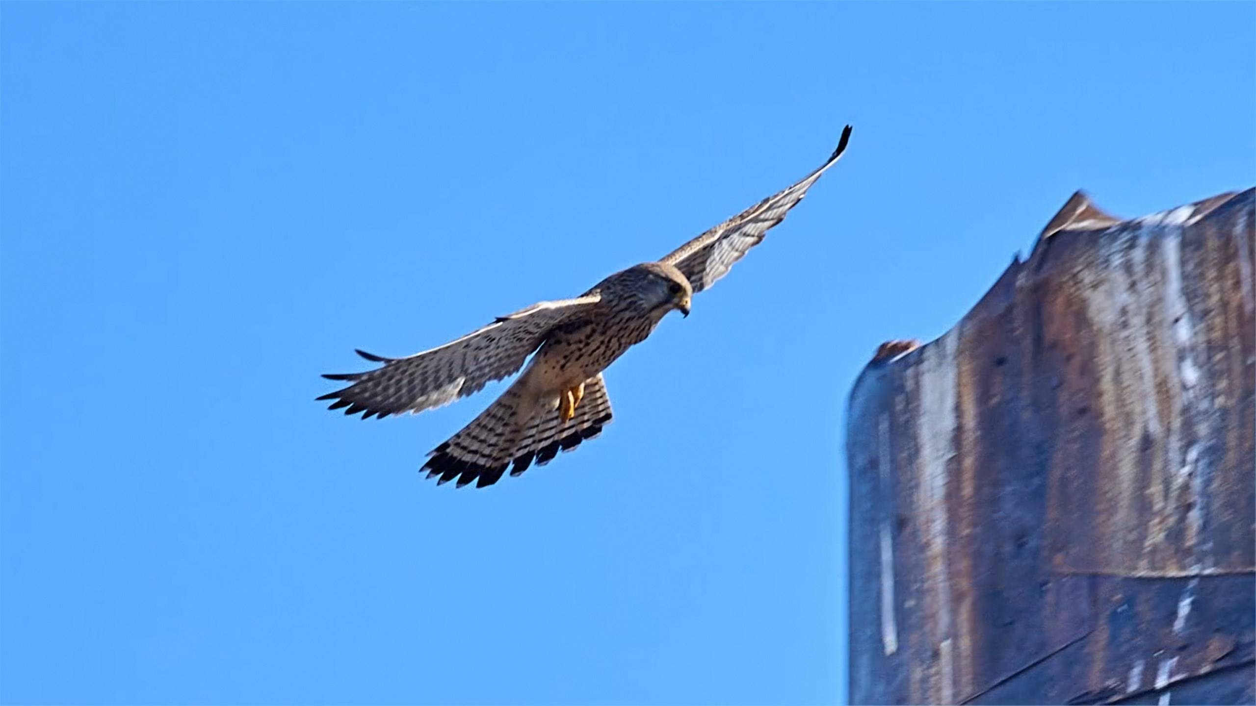 Вещание Гамаюна 8. Обыкновенная пустельга