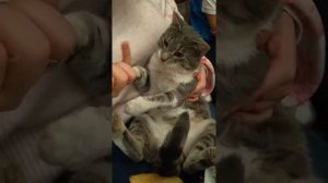 Смешная песенка про кота